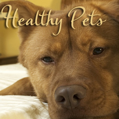 Emu Oil Pet Lotion